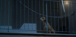 perro en balcon